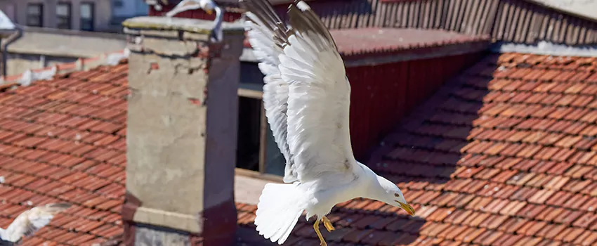 Residential Chimney Animal Removal Solution in Lakeside, FL