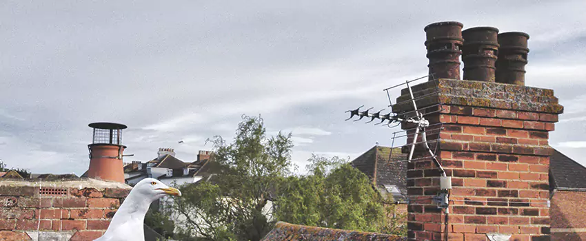 Chimney Cleaning And Restoration in Lakeside, Florida
